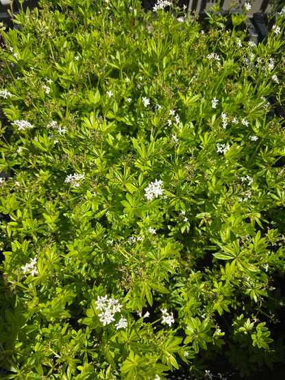 Galium odoratum - Echter Waldmeister