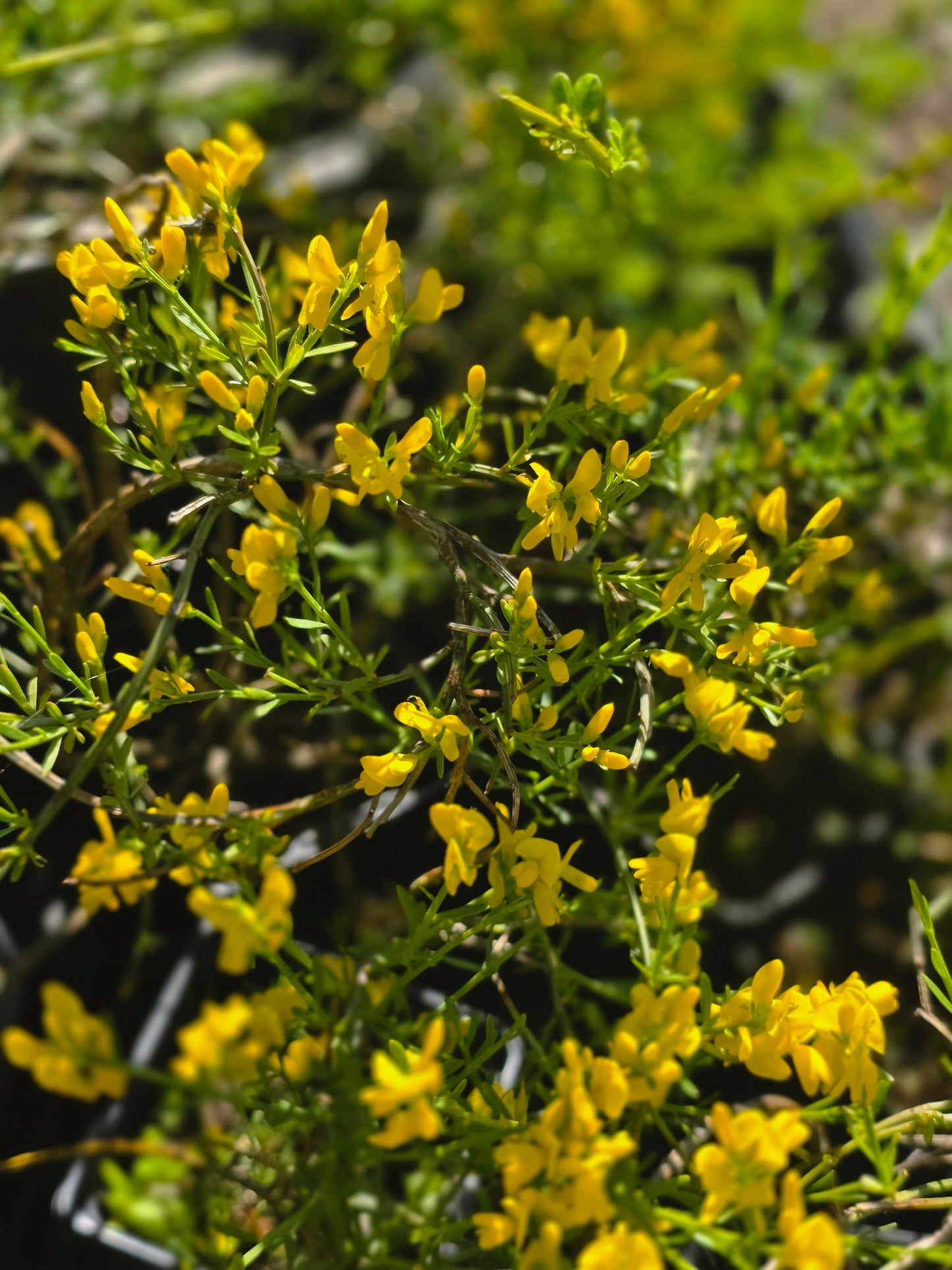 Cytisus decumbens - Kissenginster