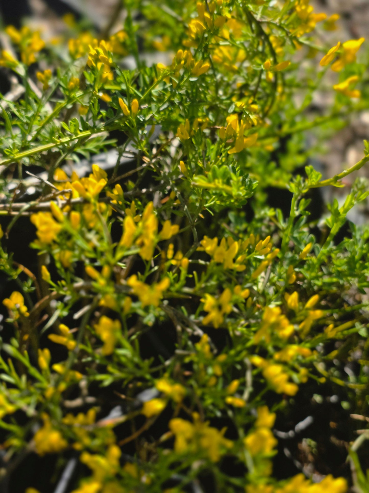 Cytisus decumbens - Kissenginster
