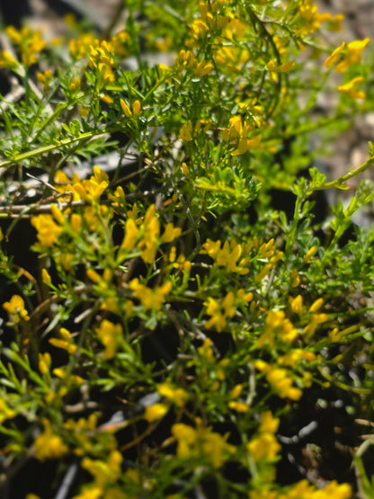 Cytisus decumbens - Kissenginster