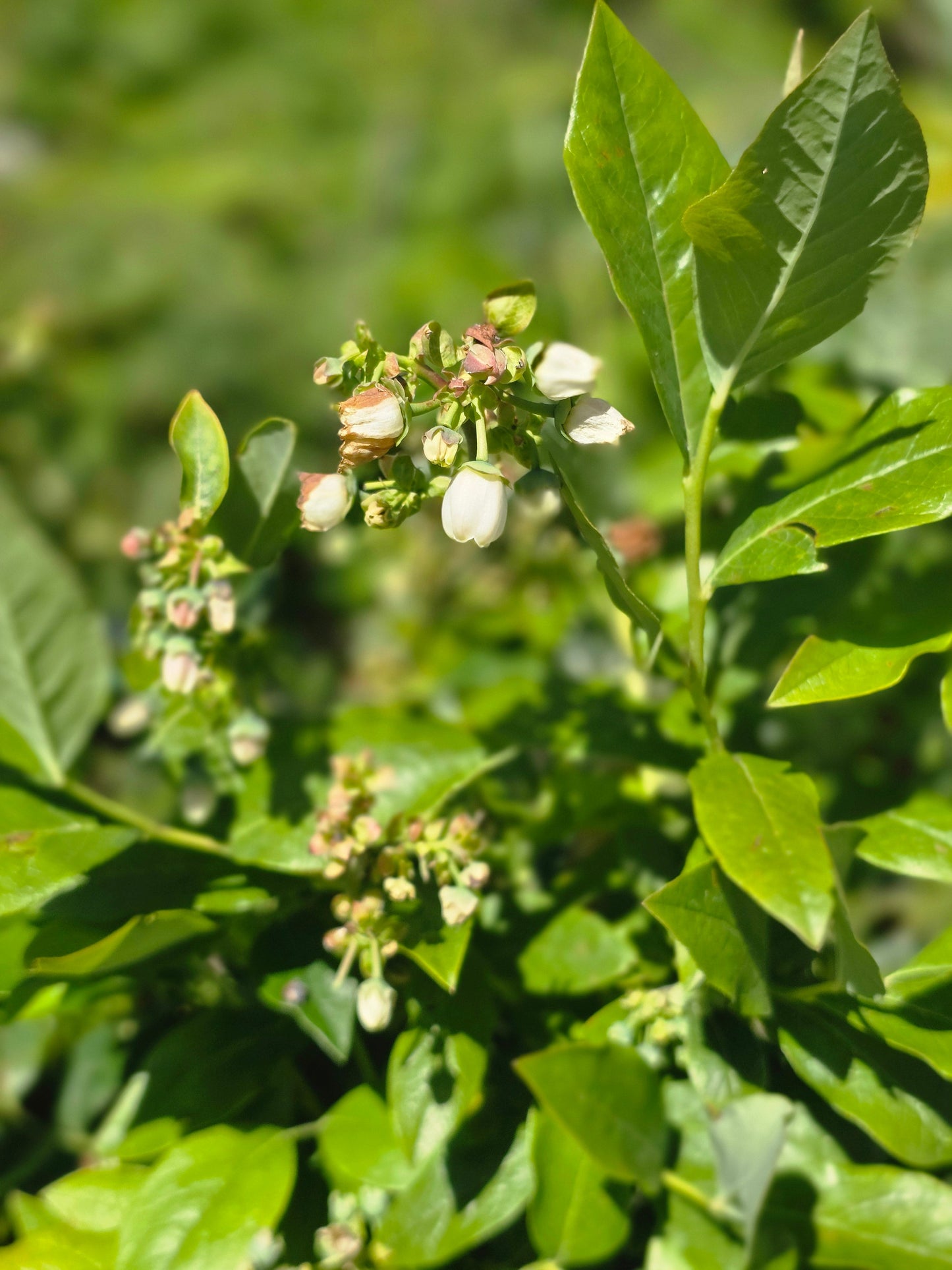 Vaccinium corymb.'Hardyblue' - Kulturheidelbeere 'Hardyblue'