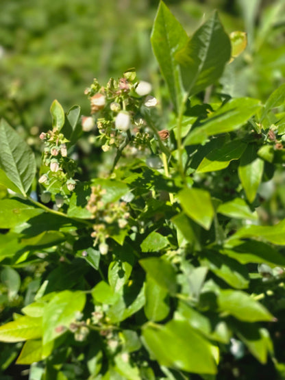 Vaccinium corymb.'Hardyblue' - Kulturheidelbeere 'Hardyblue'