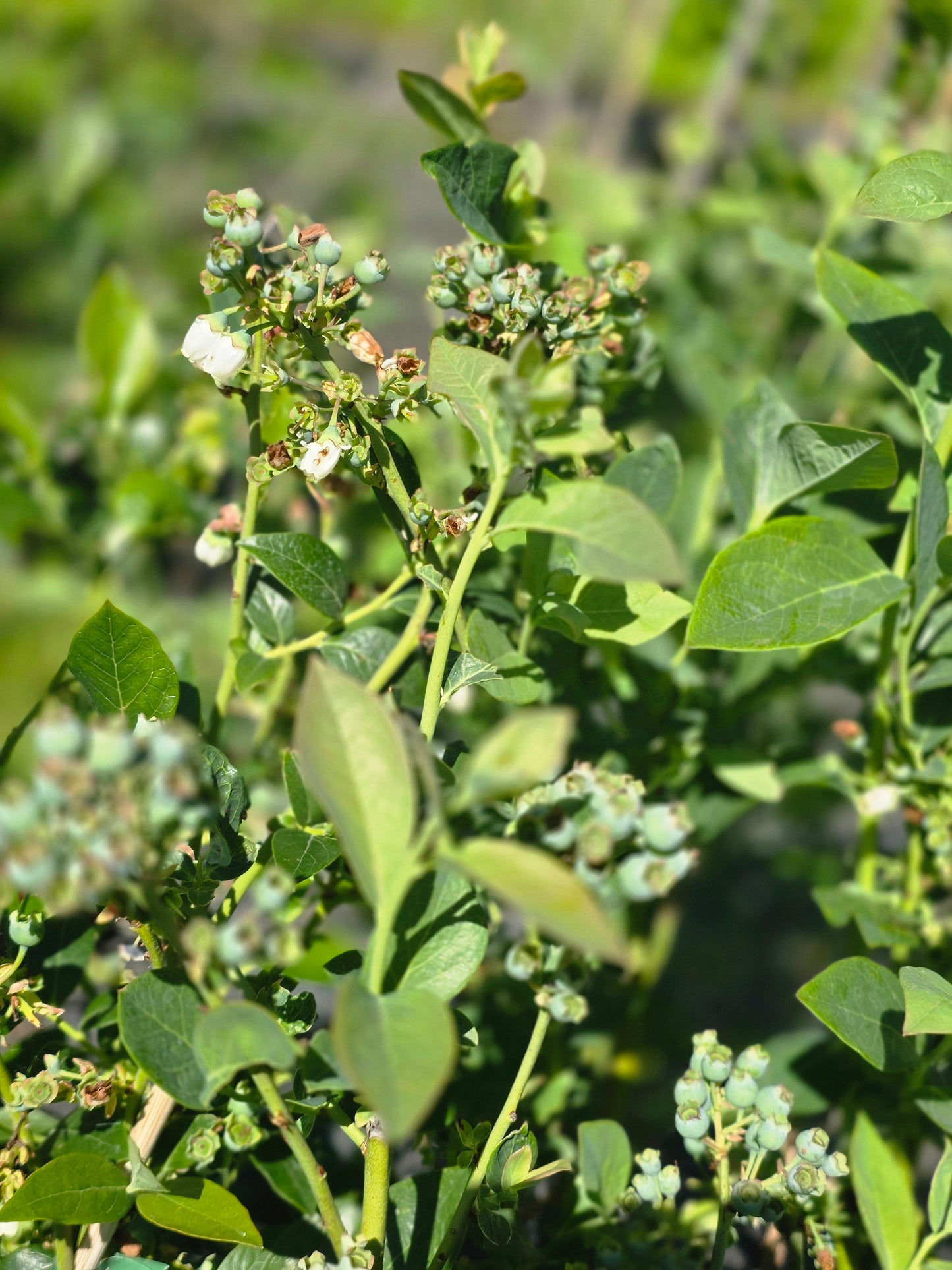 Vaccinium corymb.'Reka' ® - Heidelbeere 'Reka' ®