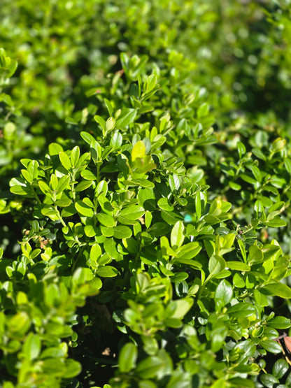 Vaccinium vitis-idaea 'Erntekrone' - Preiselbeere 'Erntekrone'