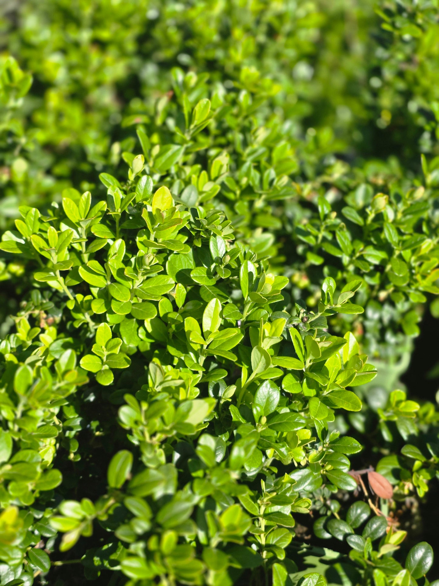 Vaccinium vitis-idaea 'Erntekrone' - Preiselbeere 'Erntekrone'