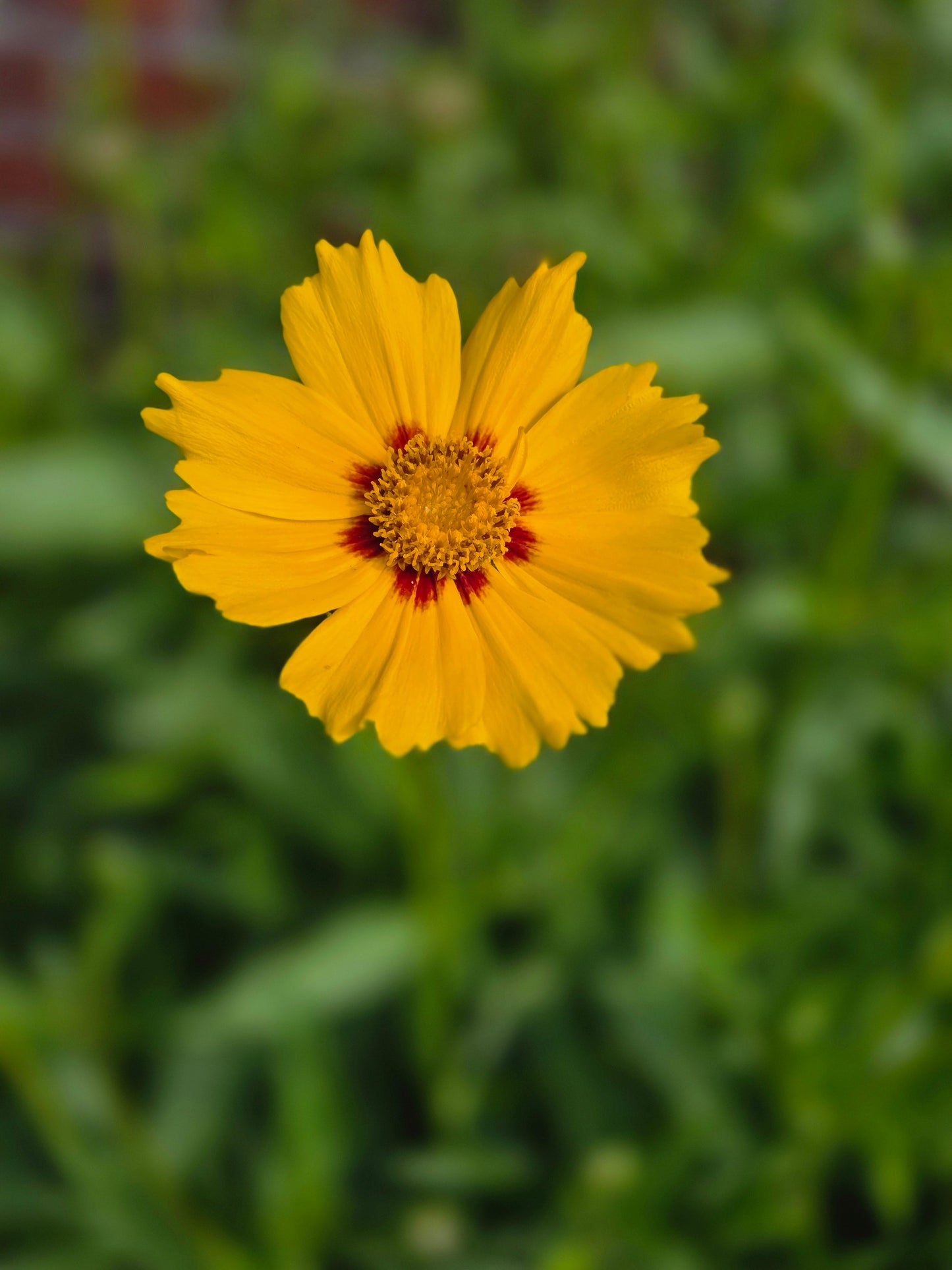 Coreopsis grandiflora 'Sonnenkind' - Großblumiges Garten-Mädchenauge