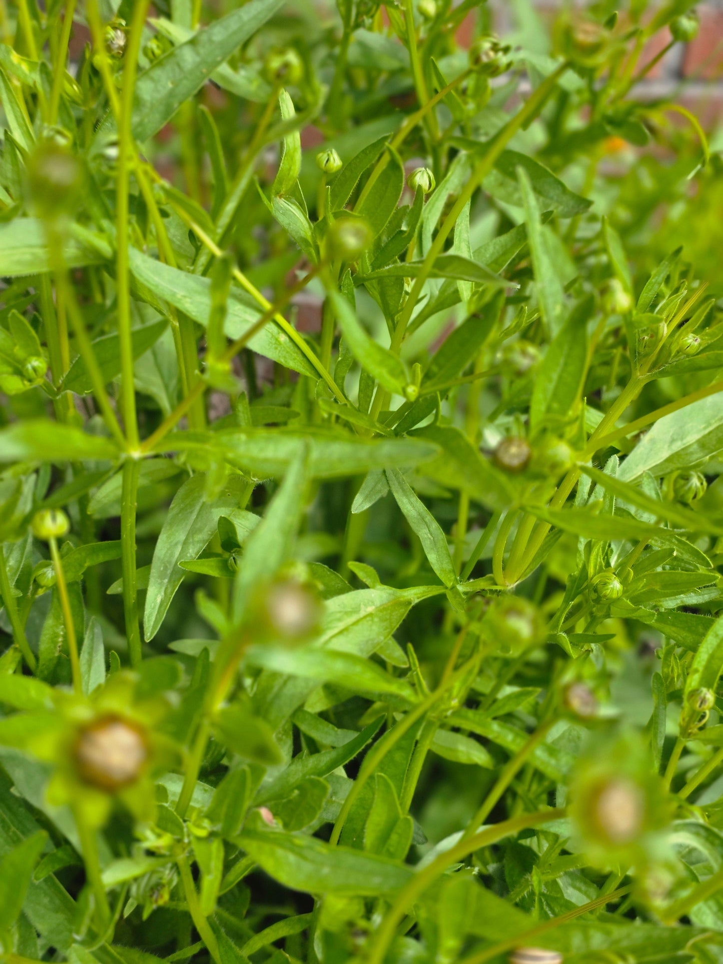 Coreopsis grandiflora 'Sonnenkind' - Großblumiges Garten-Mädchenauge