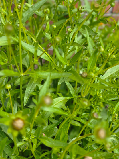 Coreopsis grandiflora 'Sonnenkind' - Großblumiges Garten-Mädchenauge