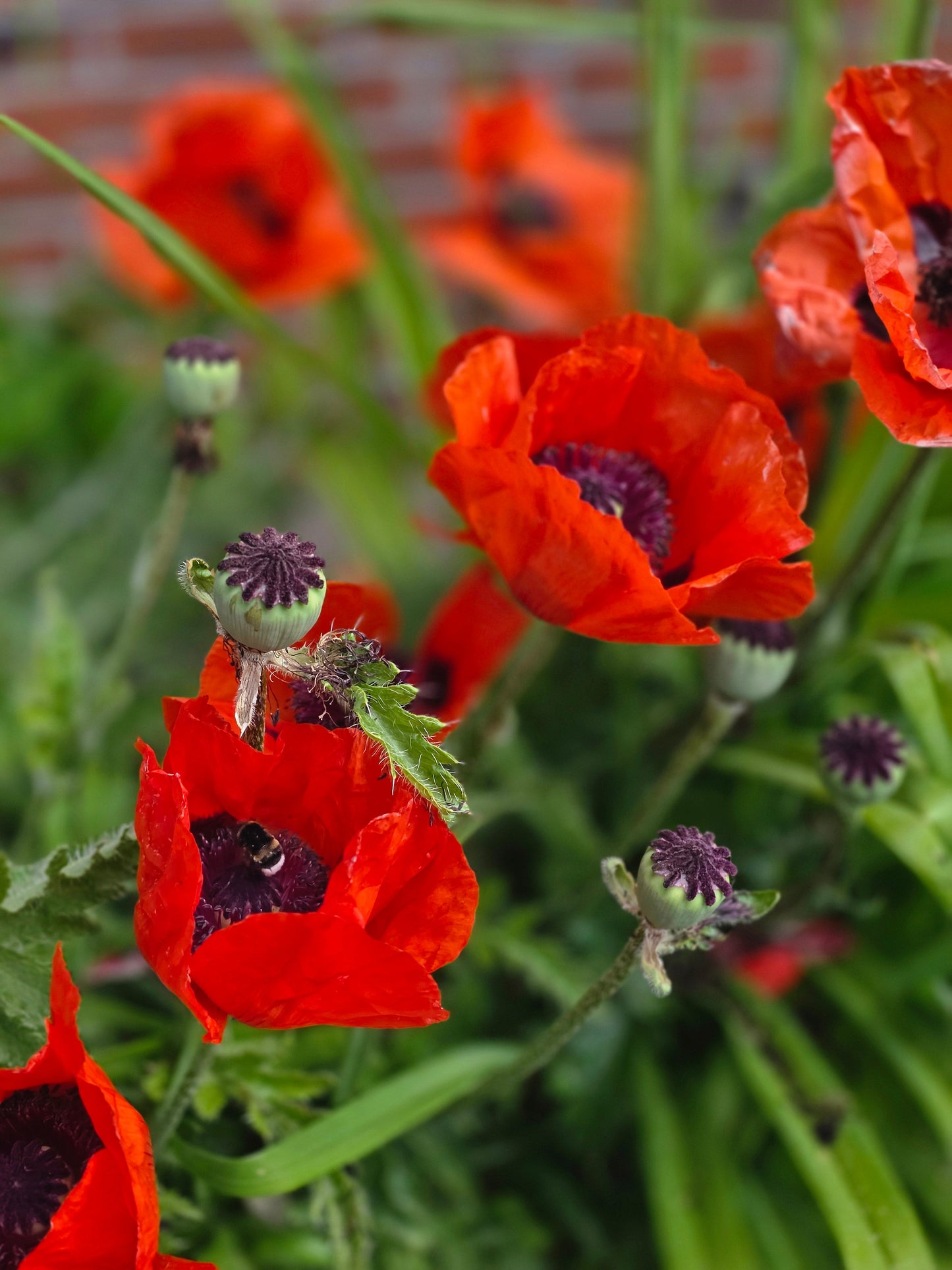 Papaver orientale 'Beauty of Livermere' - Orientalischer Garten-Mohn Beauty of Livermere
