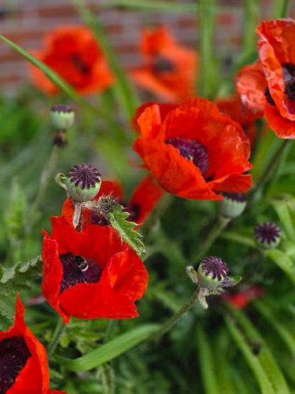 Papaver orientale 'Beauty of Livermere' - Orientalischer Garten-Mohn Beauty of Livermere