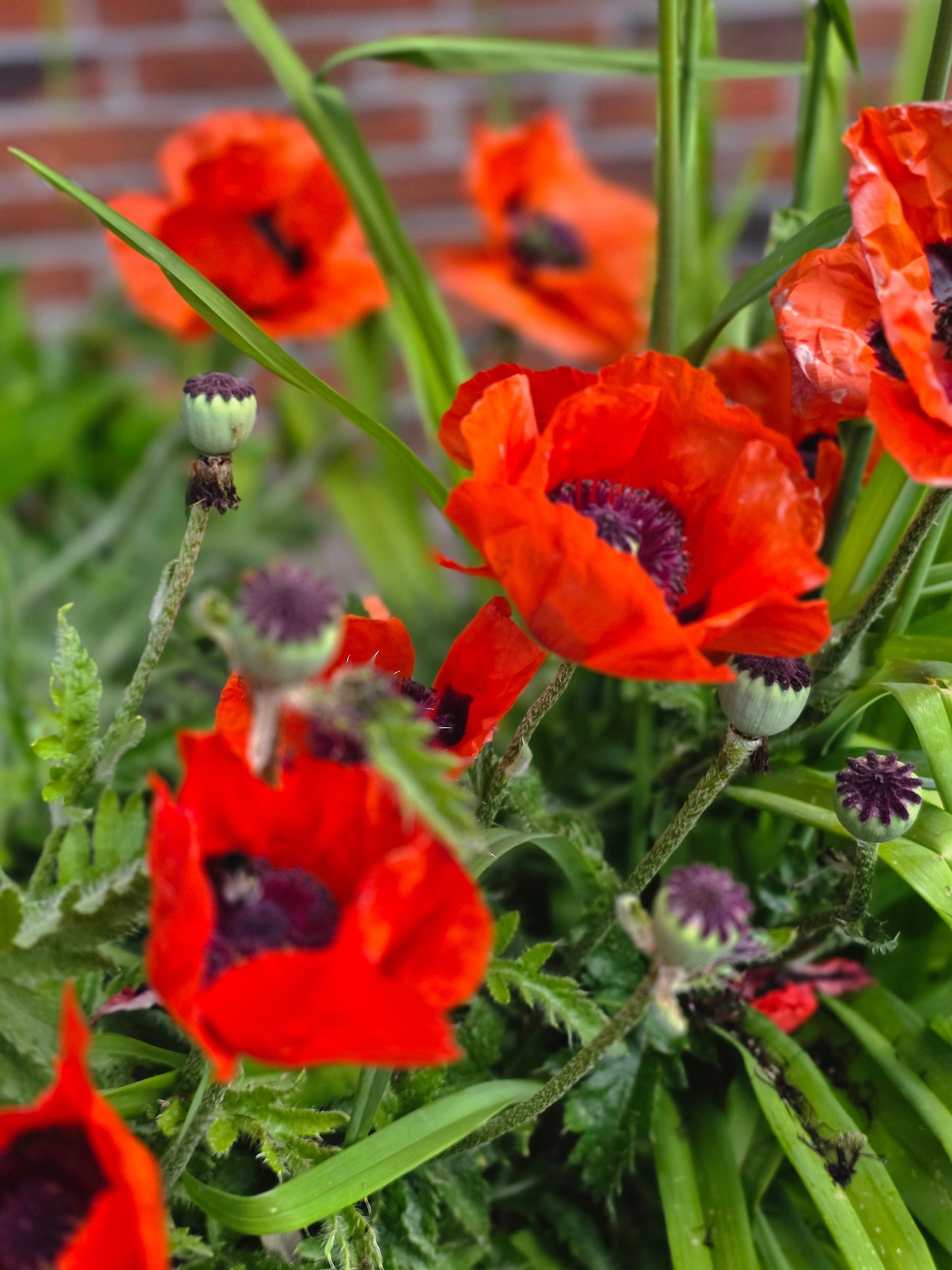 Papaver orientale 'Beauty of Livermere' - Orientalischer Garten-Mohn Beauty of Livermere