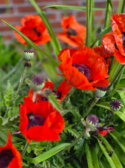 Papaver orientale 'Beauty of Livermere' - Orientalischer Garten-Mohn Beauty of Livermere