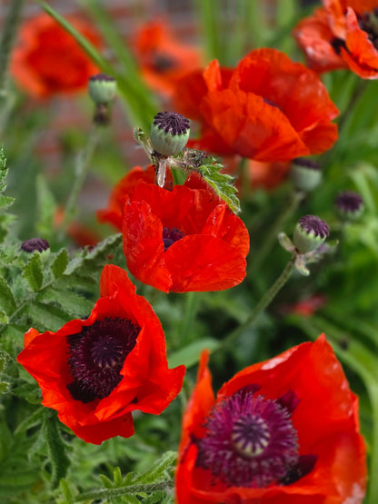 Papaver orientale 'Beauty of Livermere' - Orientalischer Garten-Mohn Beauty of Livermere