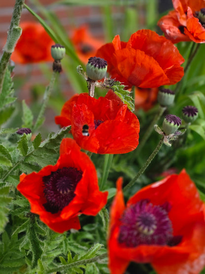 Papaver orientale 'Beauty of Livermere' - Orientalischer Garten-Mohn Beauty of Livermere