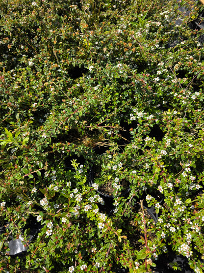 Cotoneaster procumbens 'Queen of Carpets' - Zwergmispel 'Queen of Carpets'