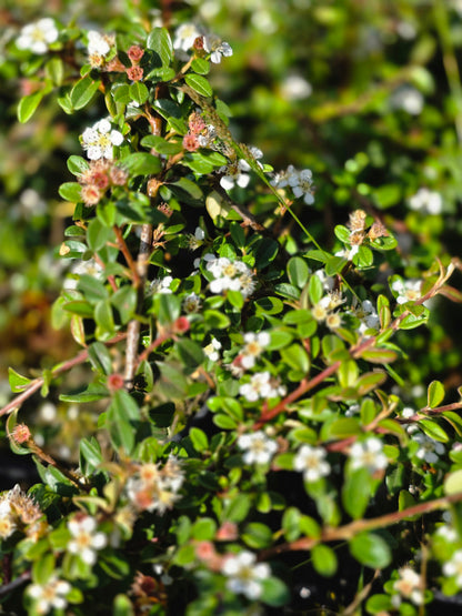 Cotoneaster procumbens 'Queen of Carpets' - Zwergmispel 'Queen of Carpets'
