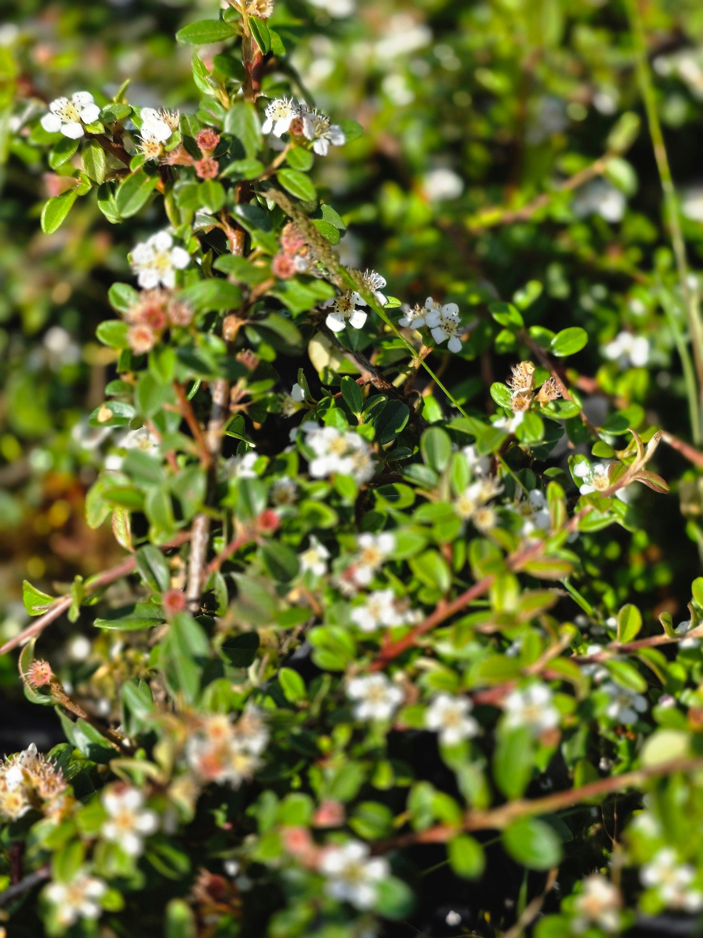 Cotoneaster procumbens 'Queen of Carpets' - Zwergmispel 'Queen of Carpets'