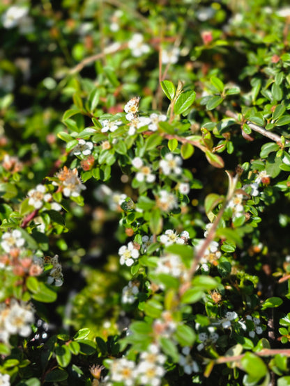 Cotoneaster procumbens 'Queen of Carpets' - Zwergmispel 'Queen of Carpets'