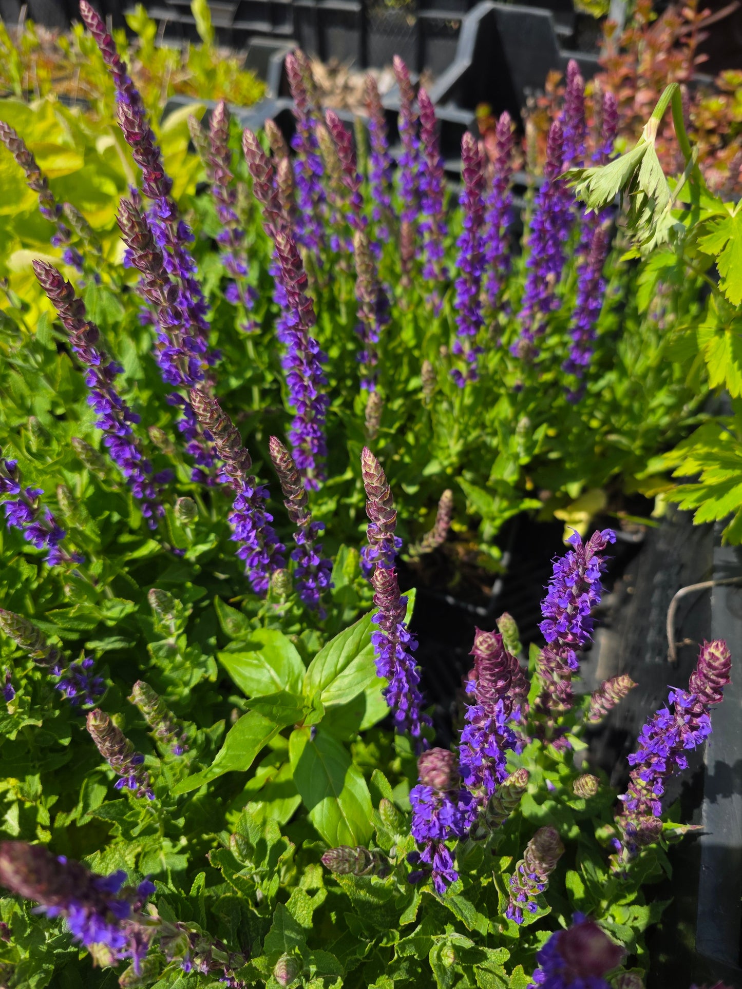 Salvia nemorosa 'Ostfriesland' - Garten-Blüten-Salbei 'Ostfriesland'