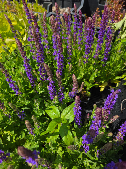 Salvia nemorosa 'Ostfriesland' - Garten-Blüten-Salbei 'Ostfriesland'