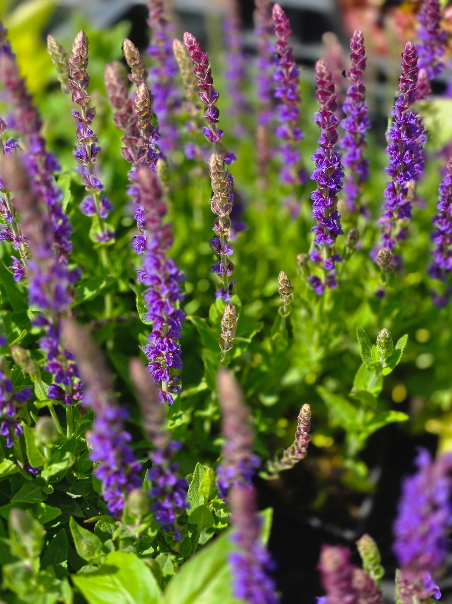 Salvia nemorosa 'Ostfriesland' - Garten-Blüten-Salbei 'Ostfriesland'