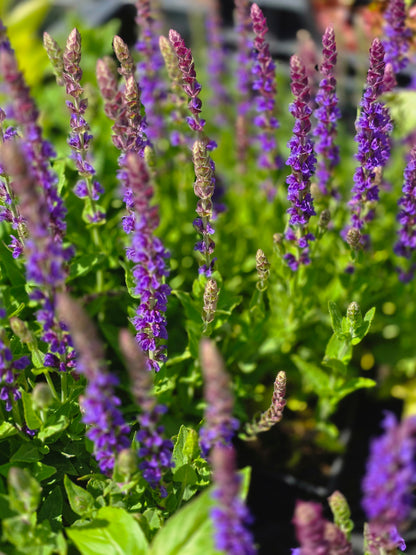 Salvia nemorosa 'Ostfriesland' - Garten-Blüten-Salbei 'Ostfriesland'
