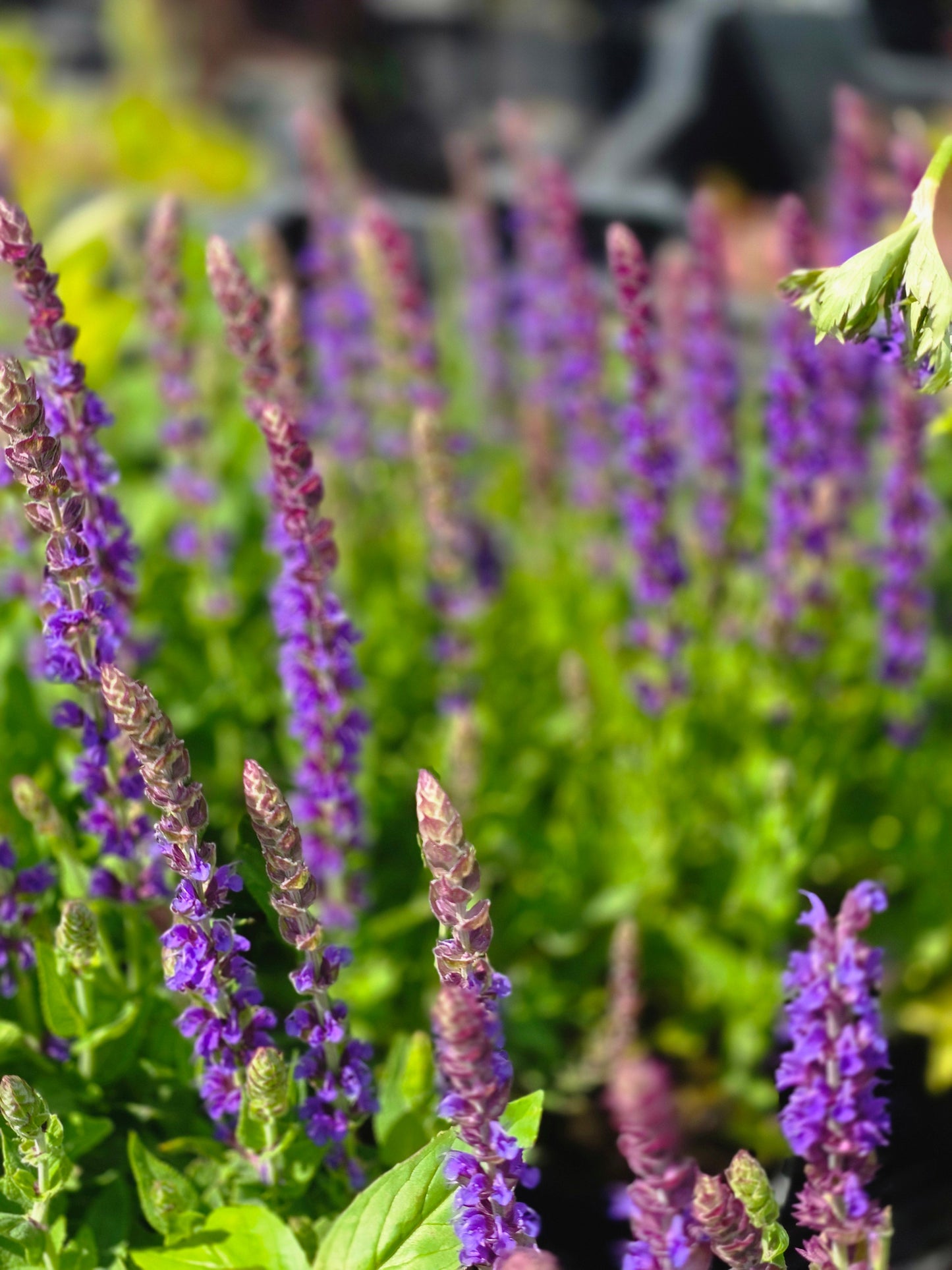 Salvia nemorosa 'Ostfriesland' - Garten-Blüten-Salbei 'Ostfriesland'