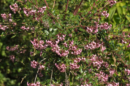 Escallonia 'Donard Seedling' - Andenstrauch 'Donard Seedling'