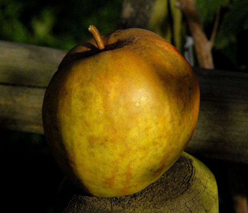 Malus 'Finkenwerder Herbstprinz' CAC - Apfel 'Finkenwerder Herbstprinz' spät