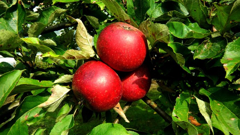 Malus 'Rote Sternrenette' CAC - Apfel 'Rote Sternrenette' mittel