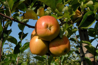 Malus 'Rubinette' ® CAC - Apfel 'Rubinette' ® mittel