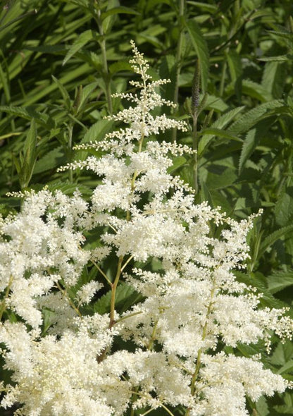 Astilbe x arendsii 'Brautschleier' - Arends Garten-Prachtspiere Brautschleier