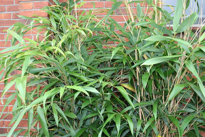 Phyllostachys humilis - Bambus humilis