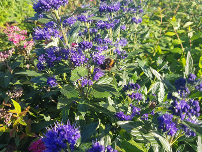 Caryopteris clandonensis 'Grand Bleu' ® - Bartblume 'Grand Bleu' ®