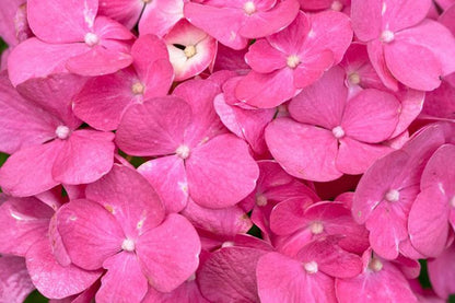 Hydrangea macrophylla 'Bouquet Rose' - Bauernhortensie 'Bouquet Rose'