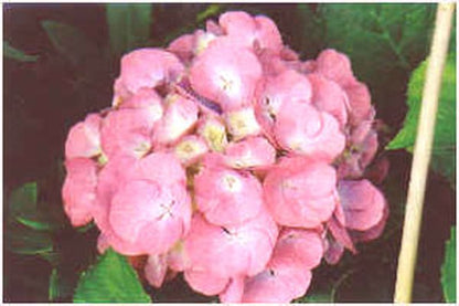 Hydrangea macrophylla 'Masja' - Bauernhortensie 'Masja'