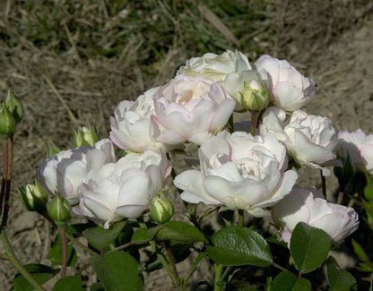 Rosa 'Bella Weiss' ® BT - Beetrose 'Bella Weiss' ®