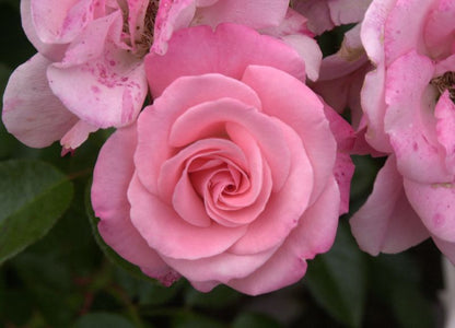 Rosa 'Trier 2000' ® BT - Beetrose 'Trier 2000' ®