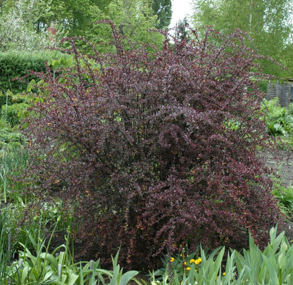 Berberis thunbergii 'Red Chief' - Berberitze 'Red Chief'