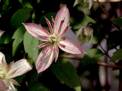 Clematis montana 'Marjorie' - Berg-Waldrebe 'Marjorie'