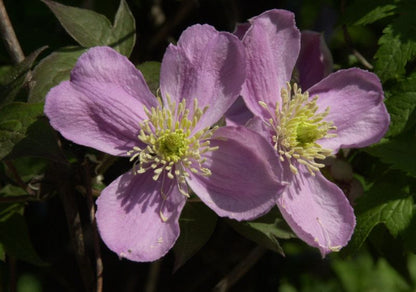 Clematis montana 'Tetrarose' - Berg-Waldrebe 'Tetrarose'