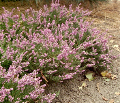 Calluna vulgaris 'Mullion' - Besenheide 'Mullion'
