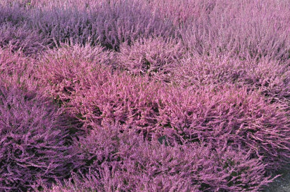 Calluna vulgaris 'Red Favorit' - Besenheide 'Red Favorit'