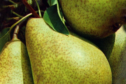 Pyrus communis 'Köstliche von Charneu' CAC - Birne 'Köstliche von Charneu' mittel