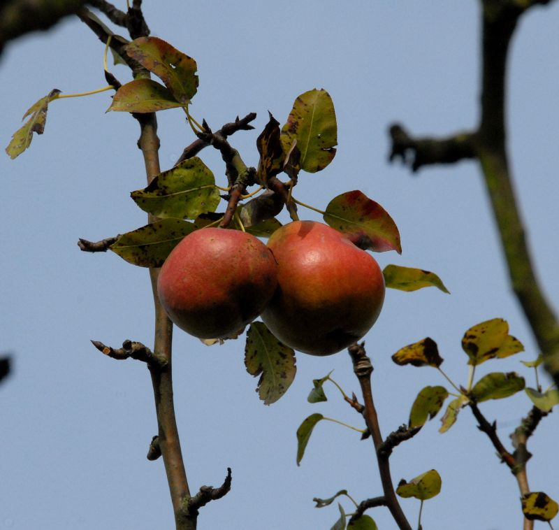 Pyrus com.'Nordhäuser Winterforelle' CAC - Birne 'Nordhäuser Winterforellen' spät