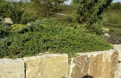 Juniperus conferta 'Blue Pacific' - Blauer Sachalin-Kriechwacholder