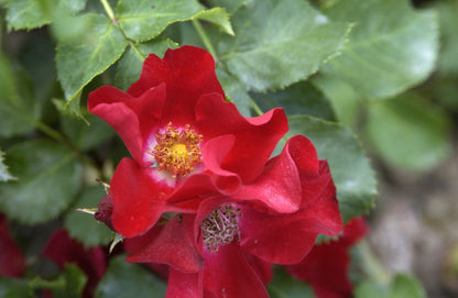 Rosa 'Fiona' ® BDR - Bodendeckende Rose 'Fiona' ®