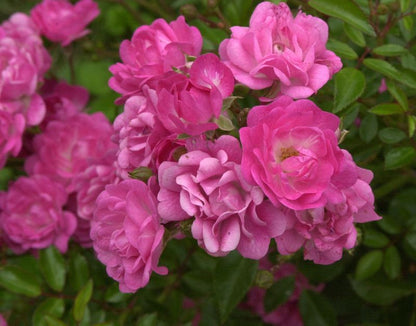 Rosa 'Lovely Fairy' ® BDR - Bodendeckende Rose 'Lovely Fairy' ®