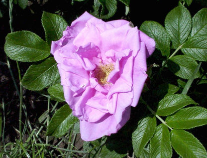 Rosa 'Rosa Zwerg' BDR - Bodendeckende Rose 'Rosa Zwerg'