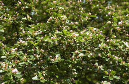 Cotoneaster divaricatus - Breite Strauchmispel